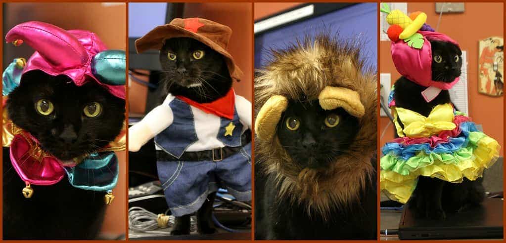 cats costumes