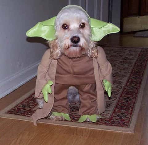 costume for dogs 1